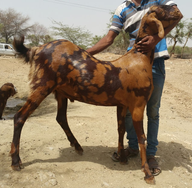 Rasa Sirohi India , tap - Rase de oi si capre poze deosebite 13