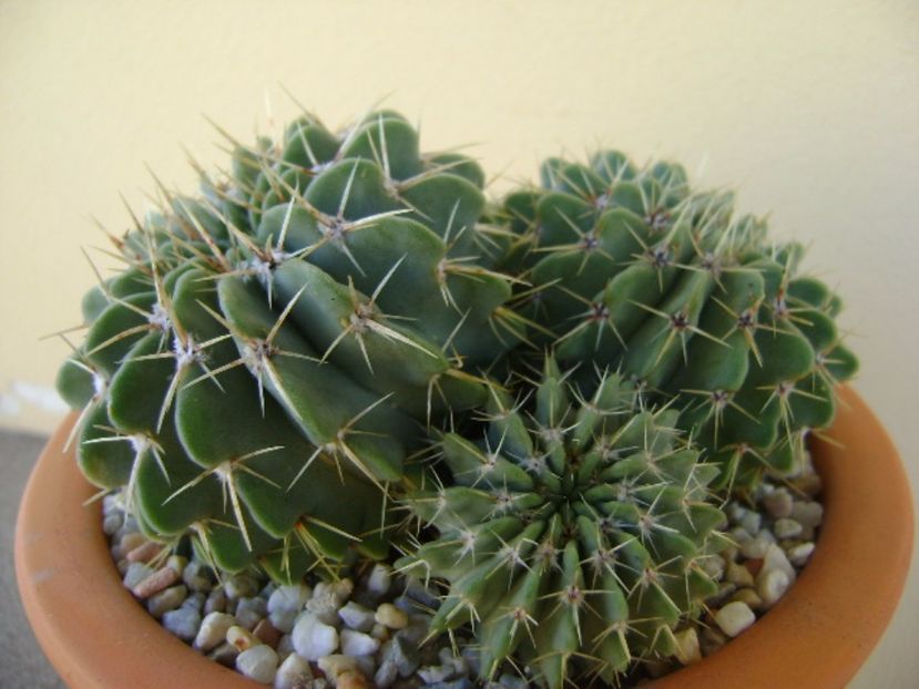 Notocactus (Parodia) buiningii - Cactusi 2017 continuare