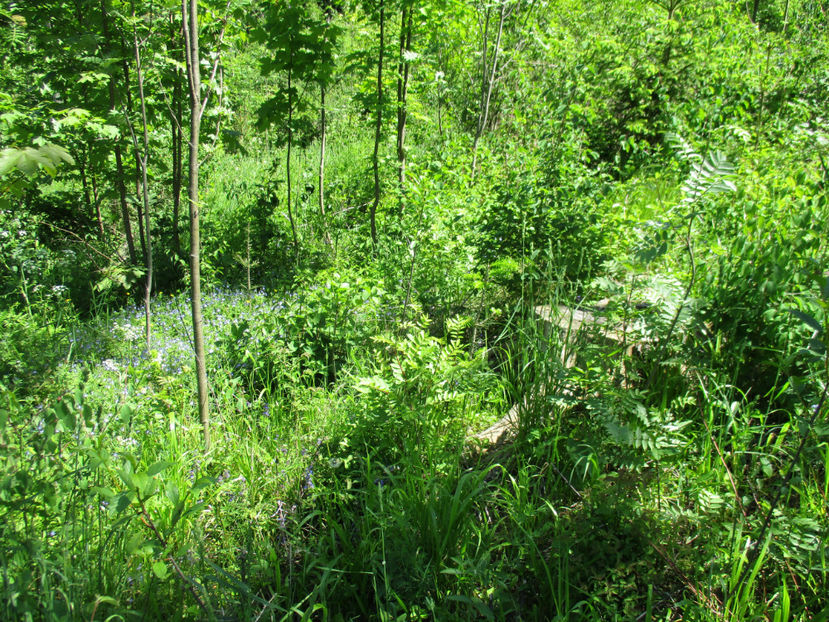 Aici e de capre,,, - PLANTE SI FRUNZE DE ARBORI IN HRANA CAPRELOR