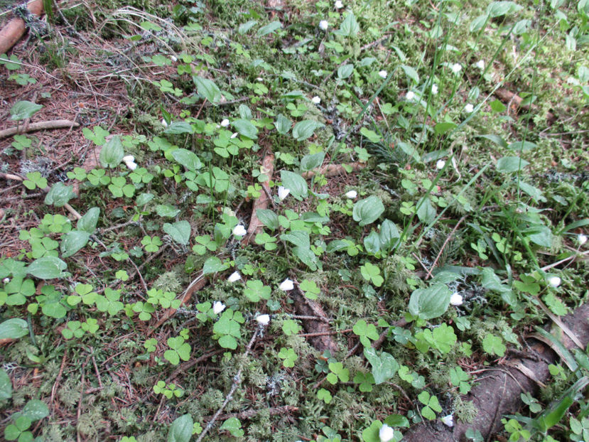 Macrisul iepurelui in padure - PLANTE SI FRUNZE DE ARBORI IN HRANA CAPRELOR