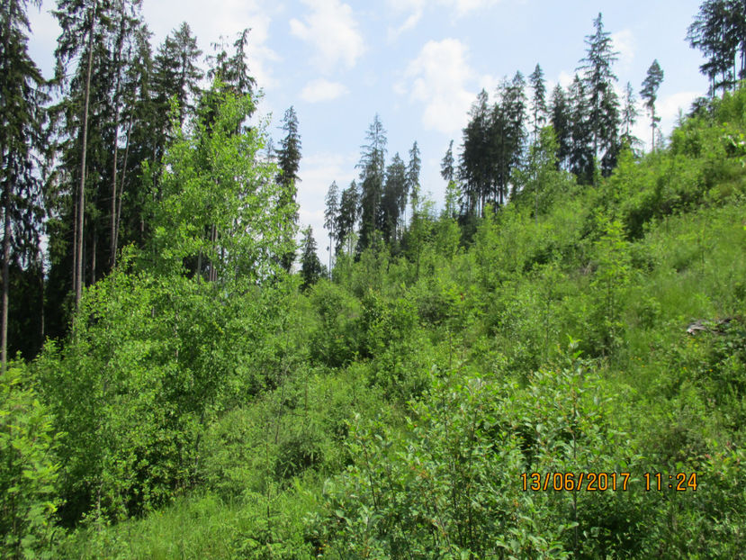 Padurea care ne ocroteste si ne hraneste,,, - PLANTE SI FRUNZE DE ARBORI IN HRANA CAPRELOR