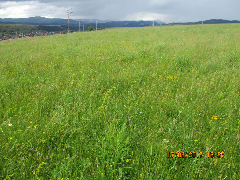 Se poate cosi deja - PLANTE SI FRUNZE DE ARBORI IN HRANA CAPRELOR