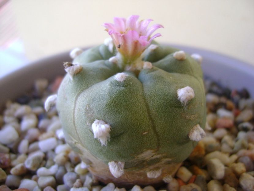 Lophophora williamsii v. jourdaniana - Cactusi 2017 continuare