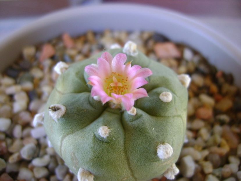 Lophophora williamsii v. jourdaniana - Cactusi 2017 continuare