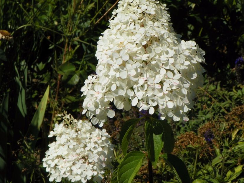 hydrangea pan. Vanille Fraise - Copacei si arbusti 2017