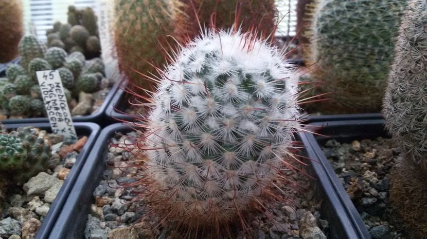  - AAA CACTUSI DE VANZARE 2017 COLECTIA