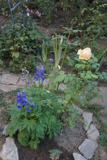  - Delphinium Lupin Digitalis