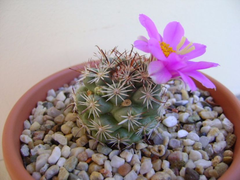 Mammillaria schumannii v. globosa - Cactusi 2017 continuare