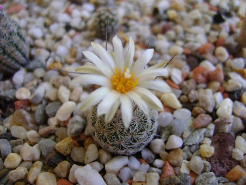 Turbinicarpus krainzianus v. lausseri - Cactusi 2017 continuare