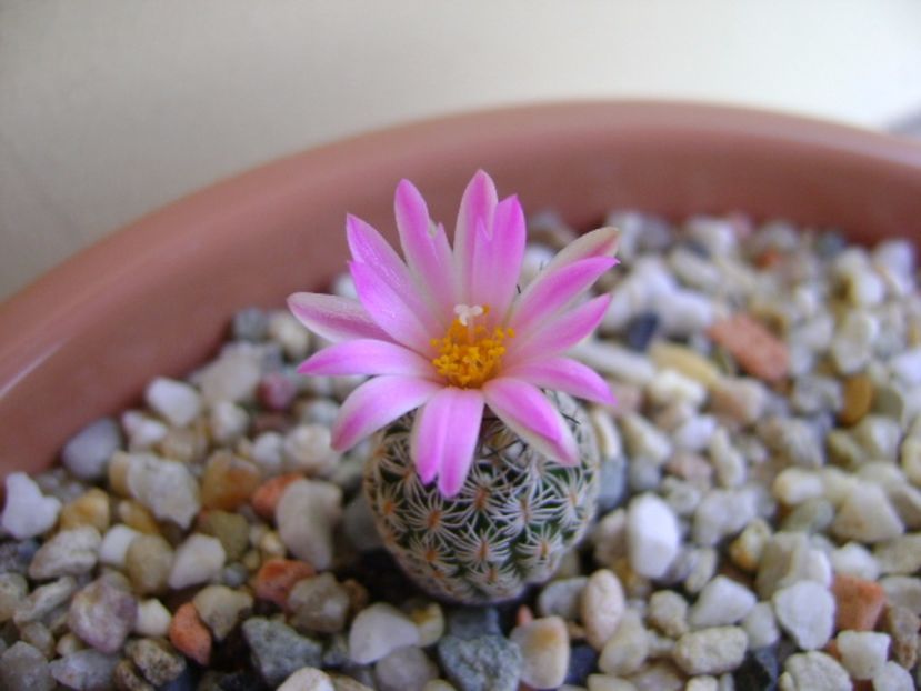 Turbinicarpus dickisoniae - Cactusi 2017 continuare