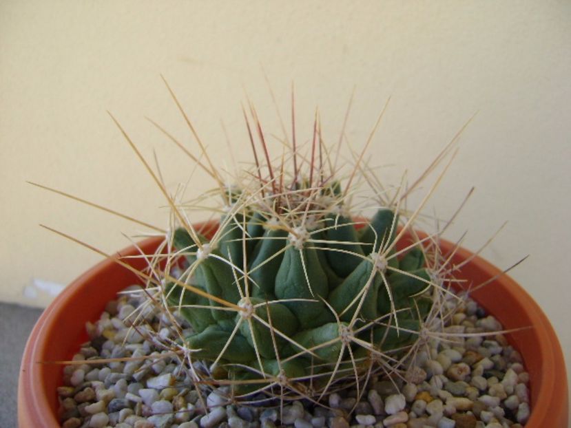 Thelocactus tulensis v. buekii - Cactusi 2017 final de an