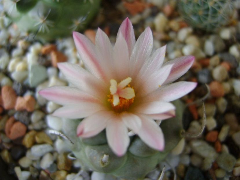 Turbinicarpus schwarzii v. rubriflorus - Cactusi 2017 final de an