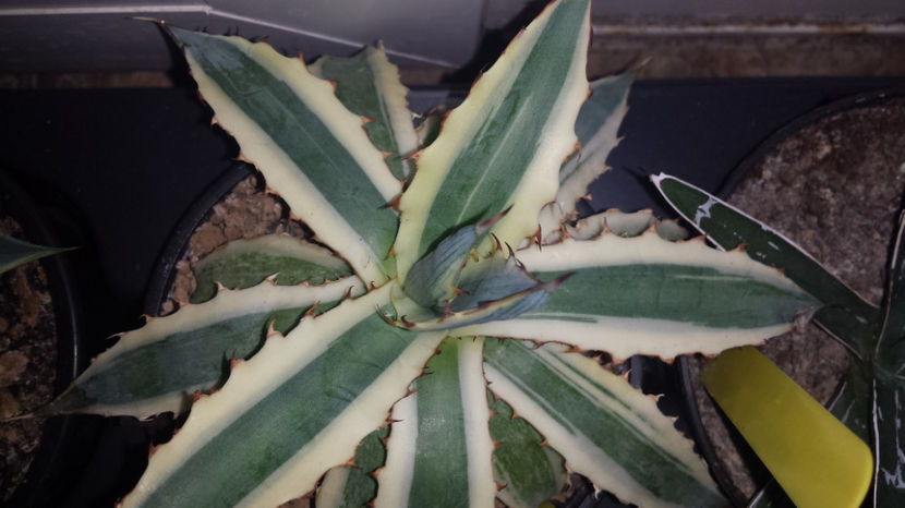 Agave  Xylonacantha Frostbite 250 - Vandute