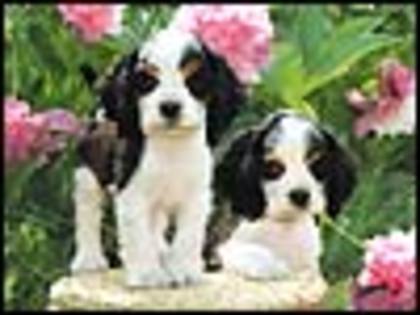 cavalierpups_100