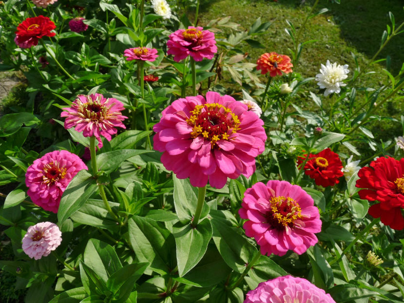  - ZINNIA - Carciumareasa