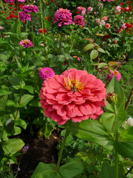  - ZINNIA - Carciumareasa