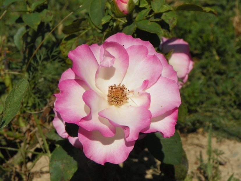 Bordure Rose - Trandafiri 2017 3