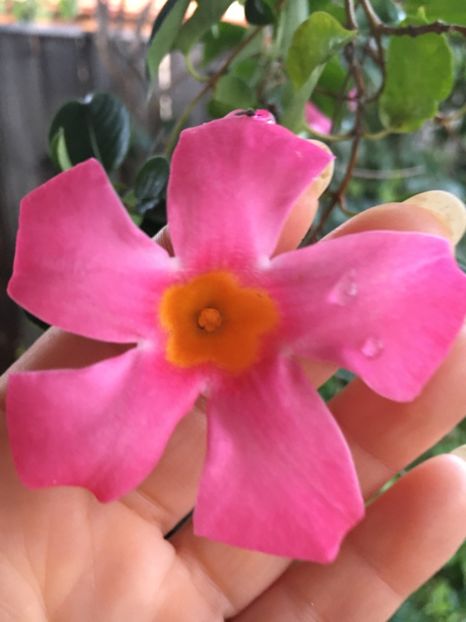  - Mandevilla 2017