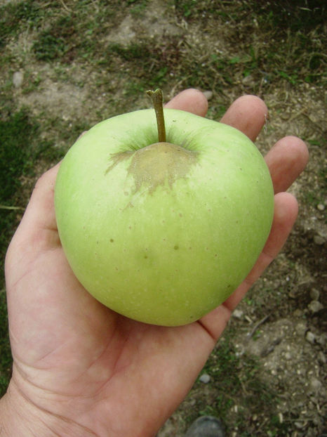 Măr Medoc 3 - Măr Medoc