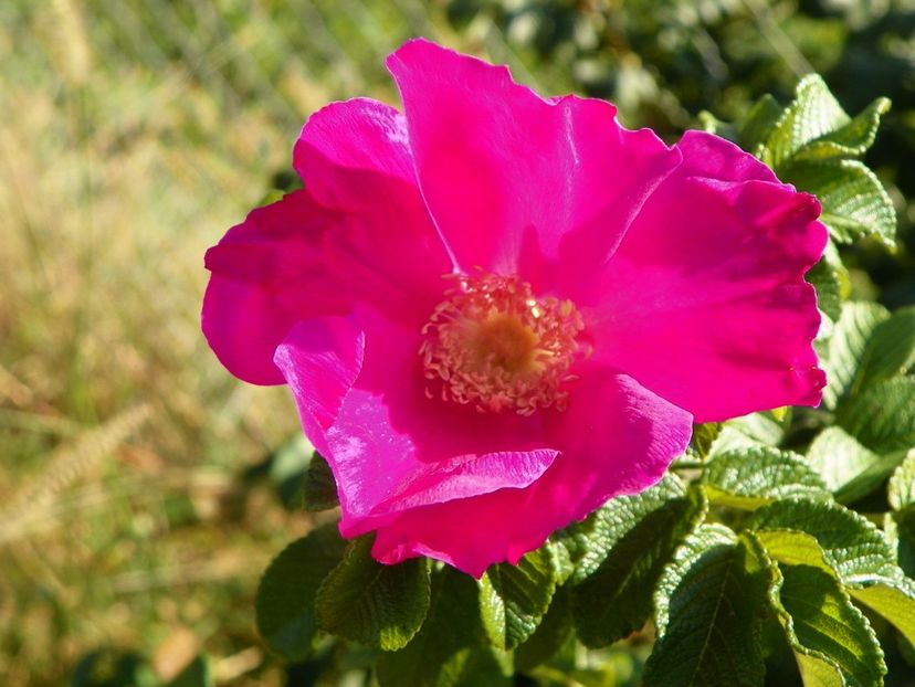 rugosa Rubra - Trandafiri 2017 3