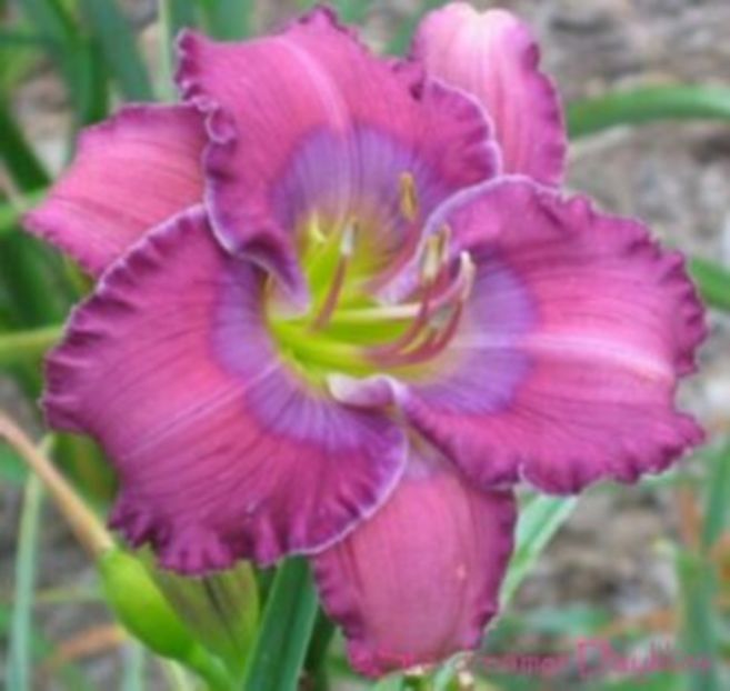 lavender blue baby - HEMEROCALLIS achizitionati in 2017 si 2018