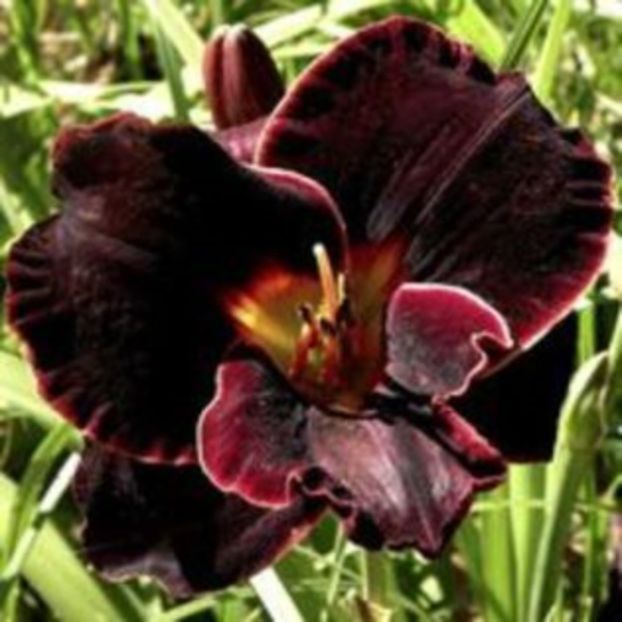 diamond noir - HEMEROCALLIS achizitionati in 2017 si 2018