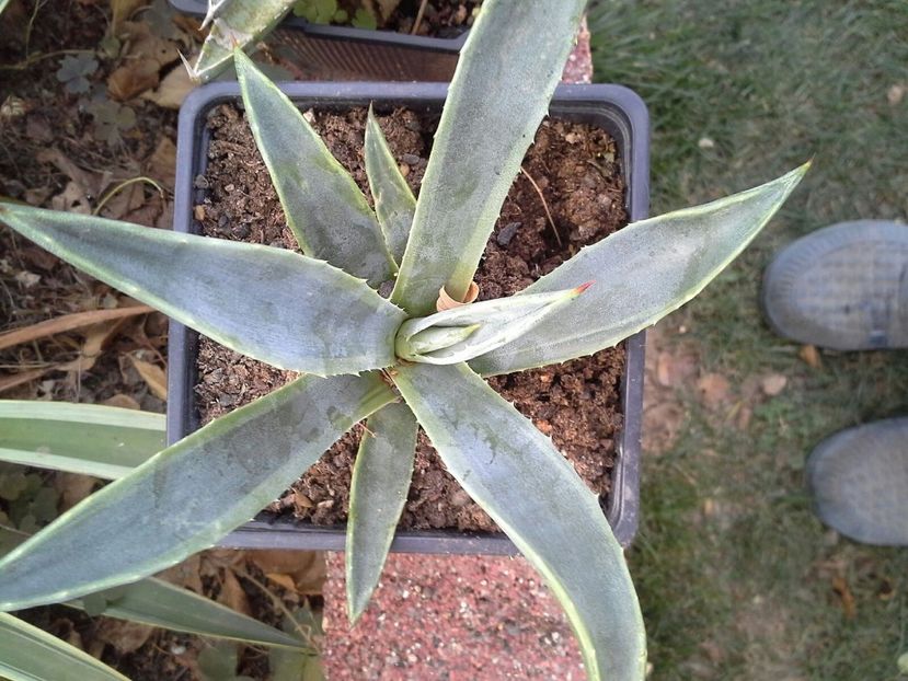 Agave americana cv marginata pallida - agave colectie proprie