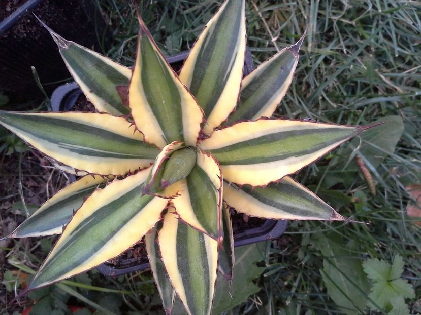 agava lophanta latifolia marginata - agave colectie proprie