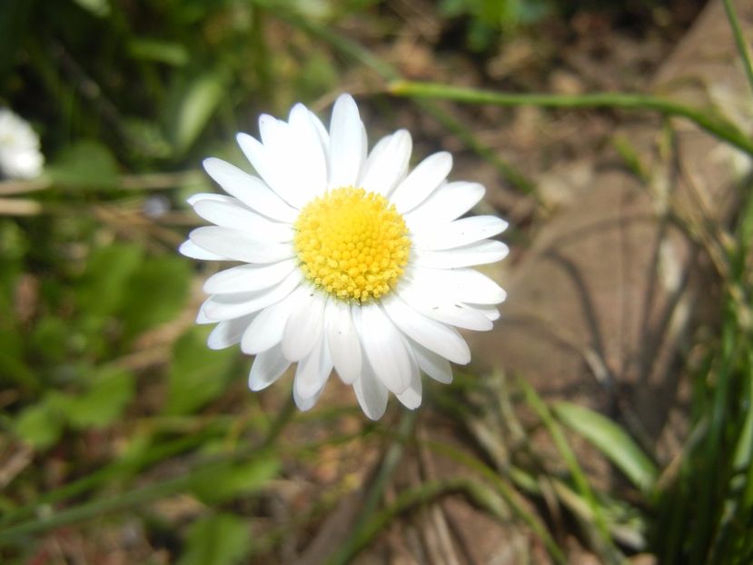 Bellis perennis (2017, April 16) - BELLIS Perennis