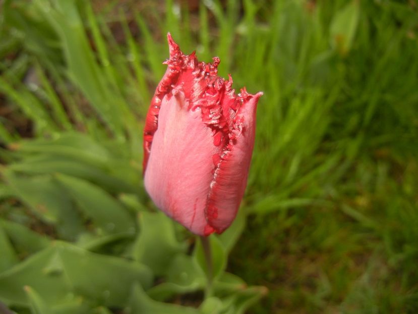 Tulipa Pacific Pearl (2017, April 20) - Tulipa Pacific Pearl