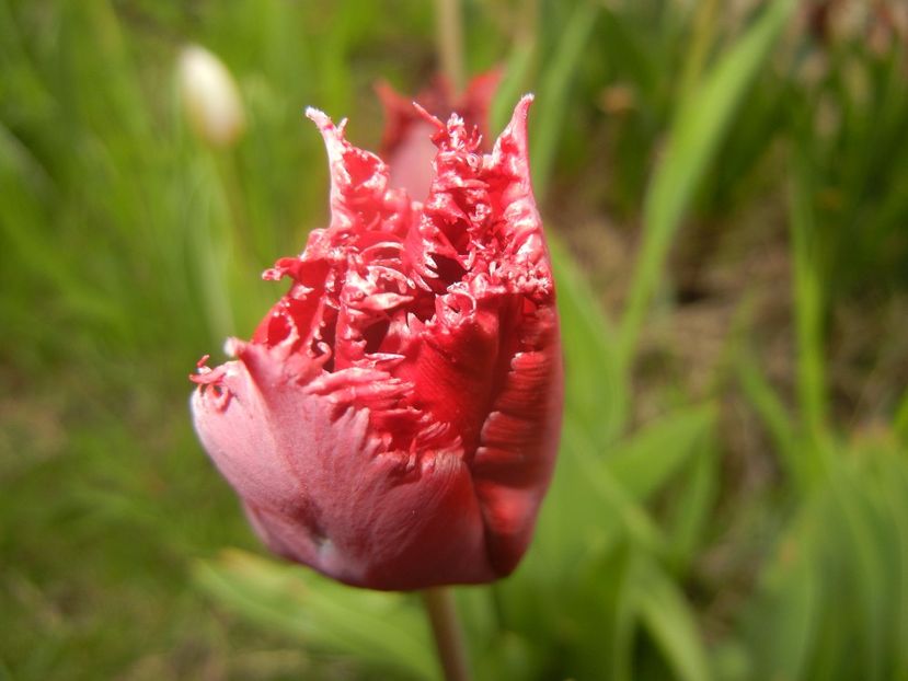 Tulipa Pacific Pearl (2017, April 21) - Tulipa Pacific Pearl