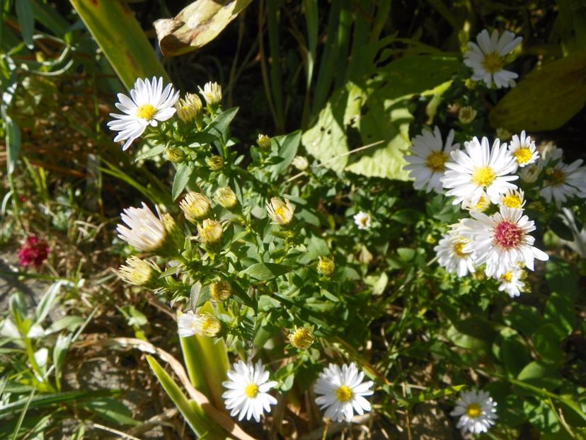 aster Schneekissen - Toamna 2017