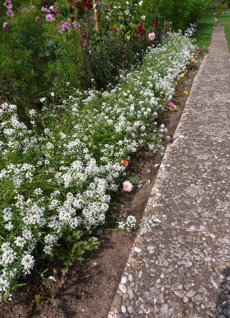  - Alyssum - ciucusoara