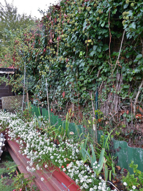 20 Oct., si tot mai infloresc... - Alyssum - ciucusoara