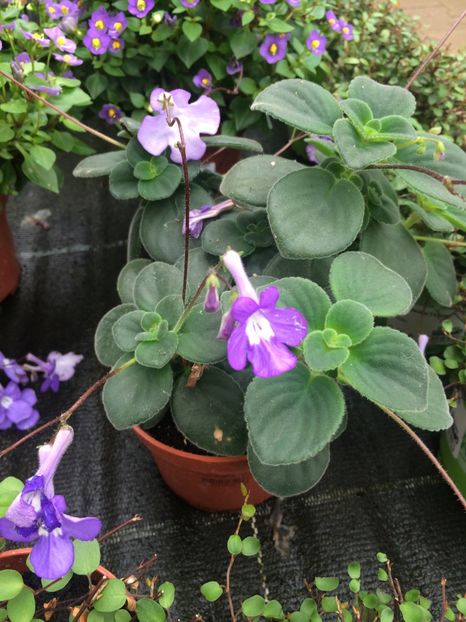 Streptocarpus saxonella - Streptocarpus Saxonella Streptocarpella-am dat cadou