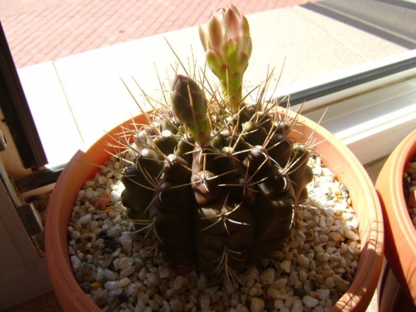 Gymnocalycium mihanovichii - Cactusi 2017 Gymnocalycium