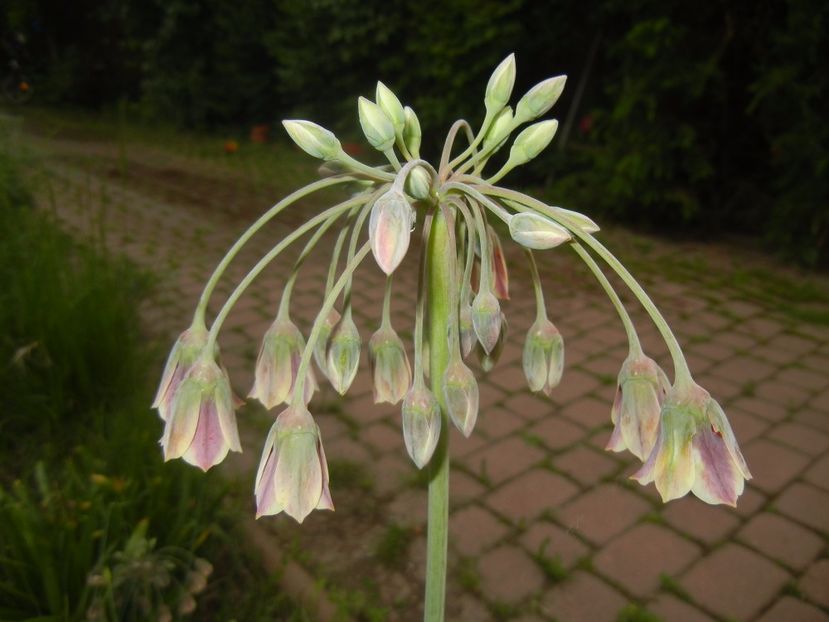 Nectaroscordum siculum (2017, May 16) - Nectaroscordum siculum