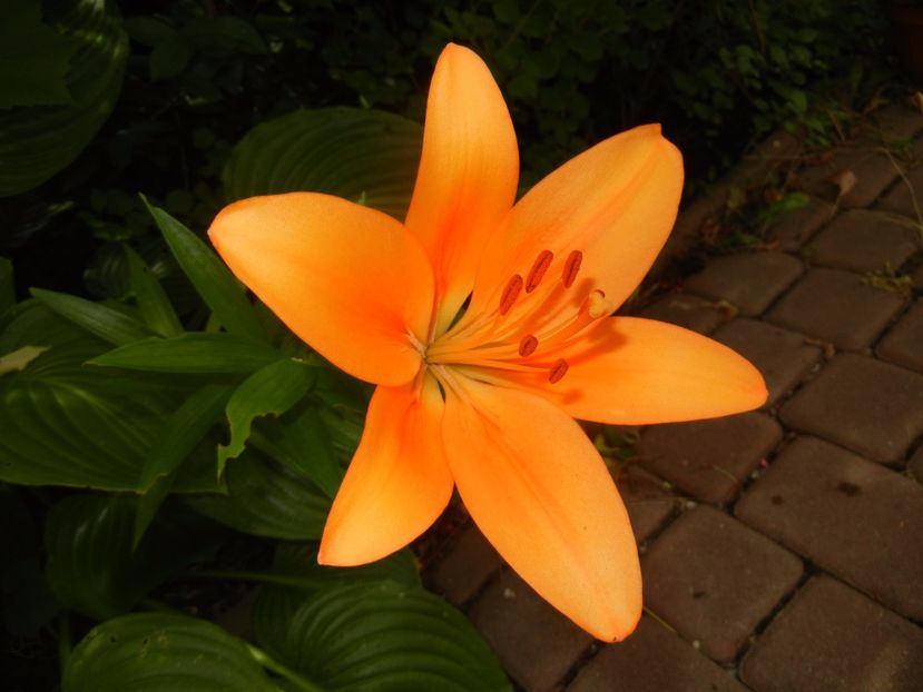 Asiatic lily Orange (2016, June 20) - Asiatic Lily Orange
