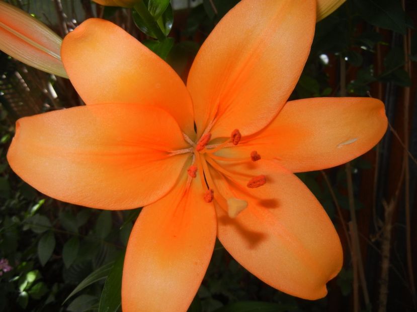 Asiatic lily Orange (2017, June 21) - Asiatic Lily Orange