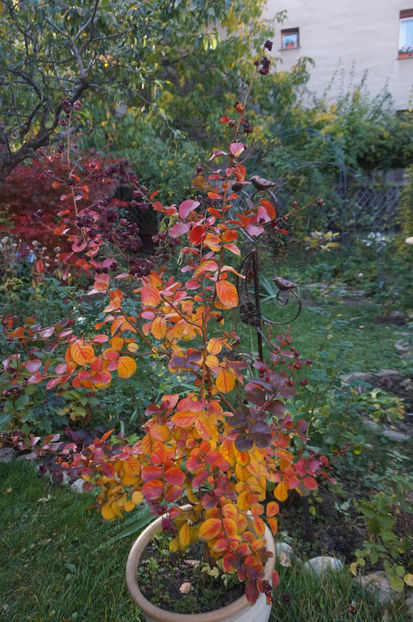  - Lagerstroemia indica