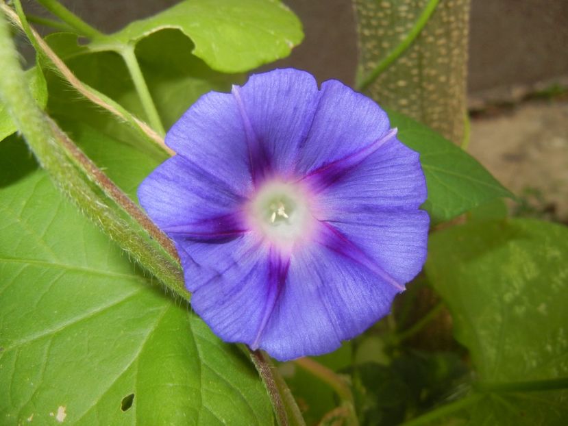 Morning Glory_Ipomoea (2017, Aug.30) - ZORELE Ipomoea