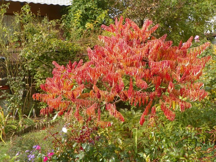 rhus typhina Laciniata - Copacei si arbusti 2017