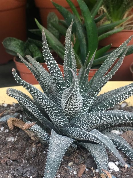  - haworthia