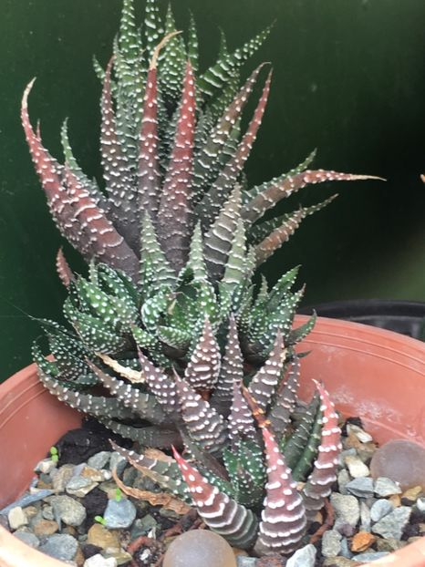  - haworthia