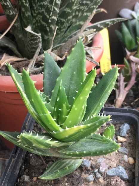  - Aloe