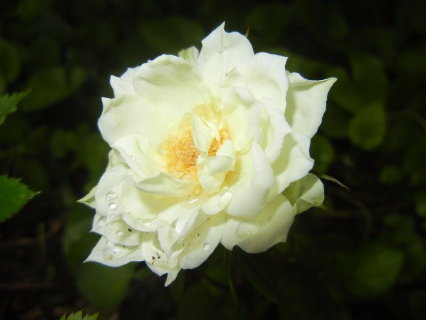 White Miniature Rose (2017, June 08) - Miniature Rose White
