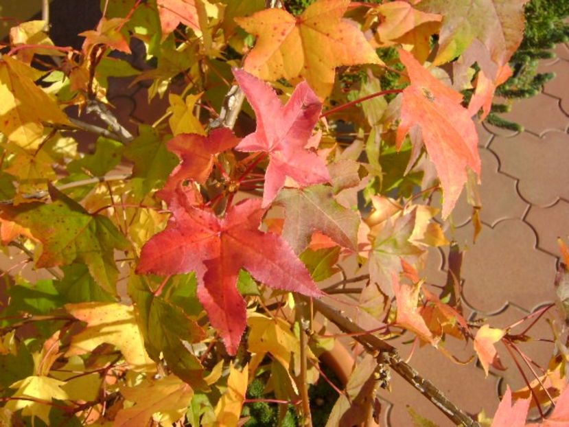 Liquidambar - Bonsai si prebonsai 2016-2017