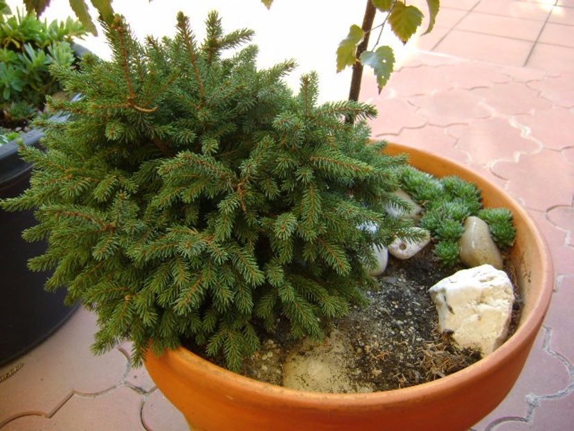 Picea abies Little Gem - Bonsai si prebonsai 2016-2017