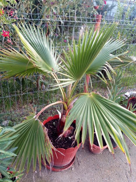 Palmier washingtonia - Flowers