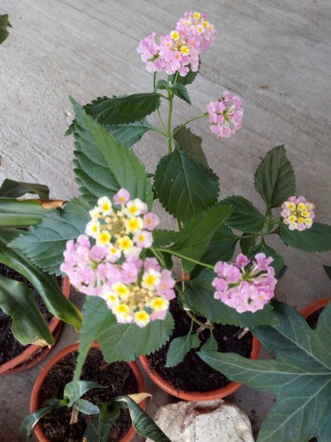 Lantana lila - Flowers